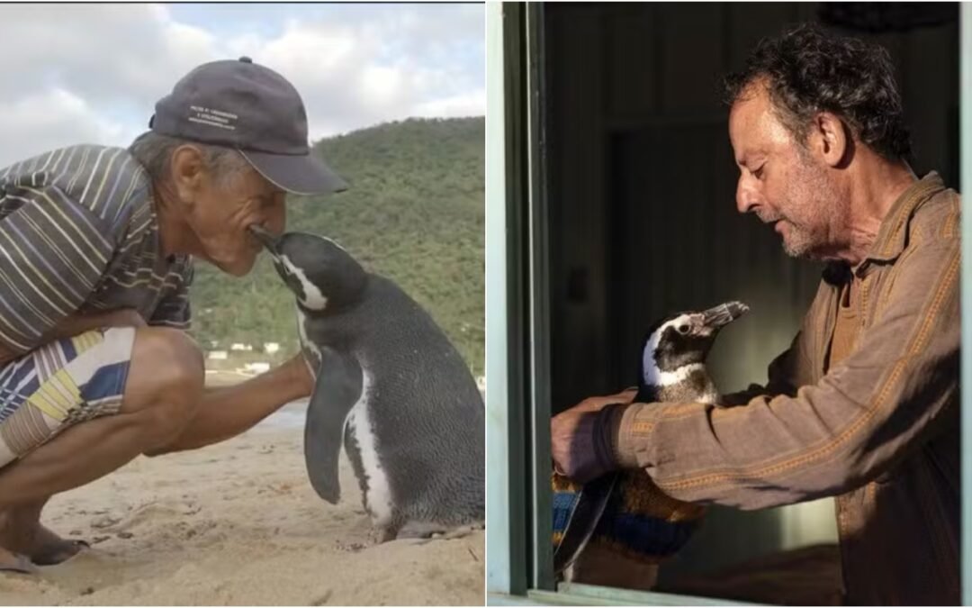 “Meu Amigo Pinguim” é baseado em história real brasileira que comoveu o mundo todo