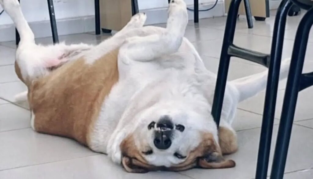 Cachorro Silveira
