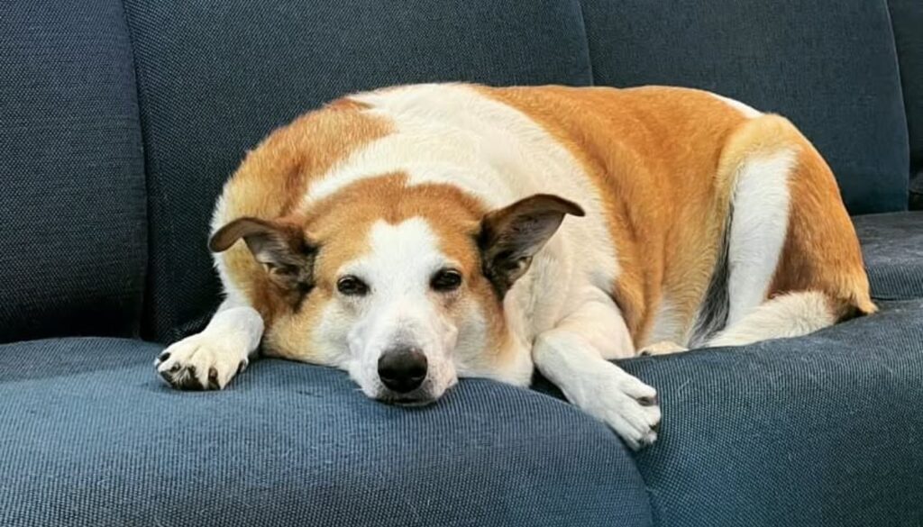 Cachorro Silveira