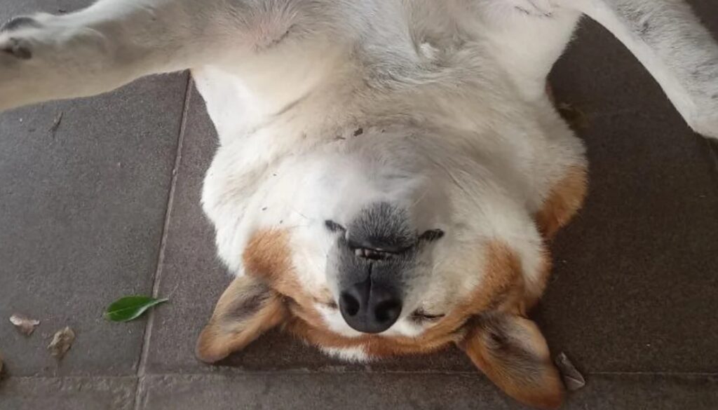 Cachorro Silveira