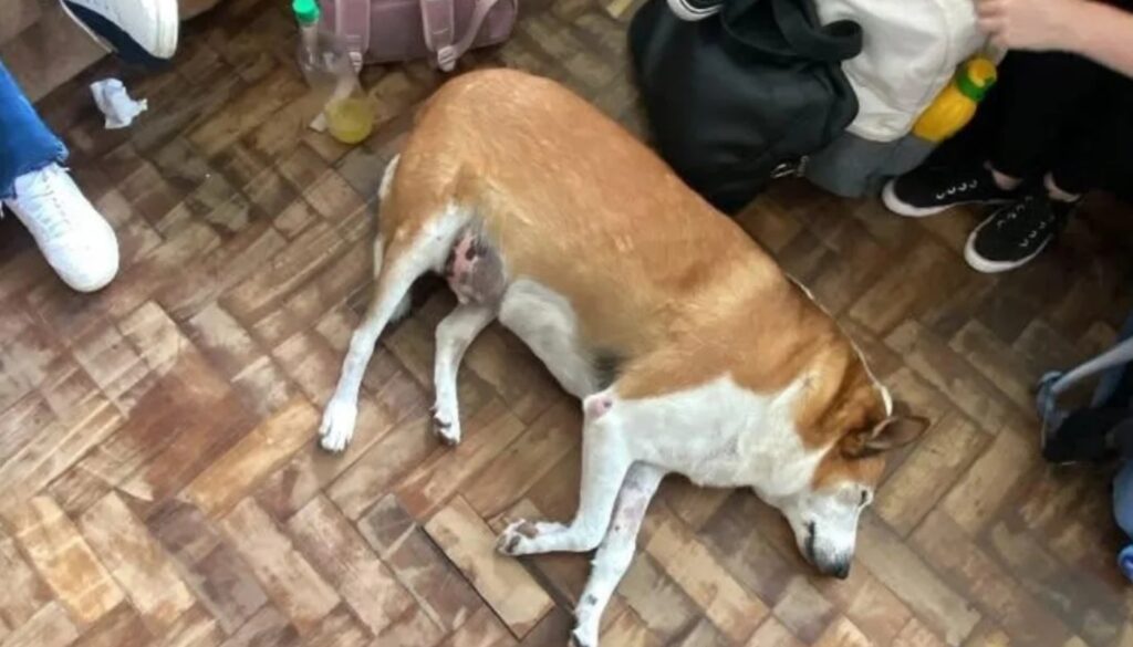 Cachorro Silveira