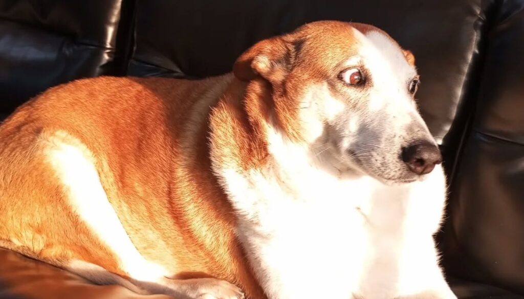 Cachorro Silveira