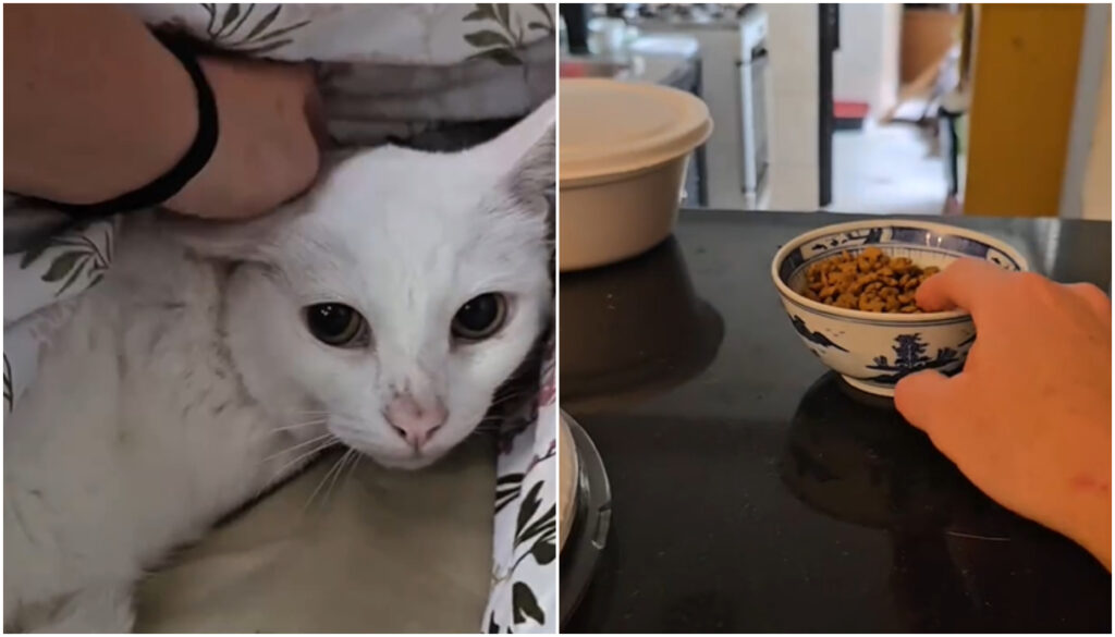 Como está Rejane Schumann após ajuda de ativista; setembro de 2025