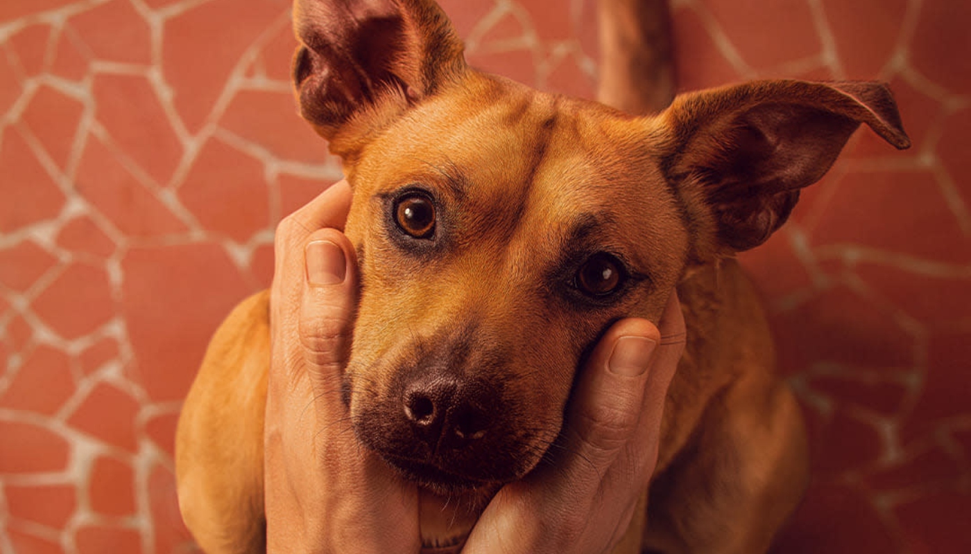 Amendoim, por trás de “Caramelo”, foi adotado por treinador e quase “pediu emprego” no filme