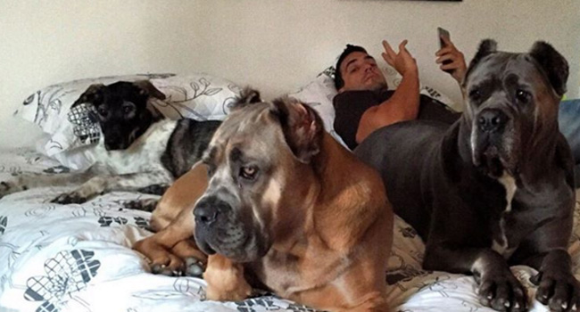 André Marques cozinha para os cães: mas o que comem os animais do famoso?