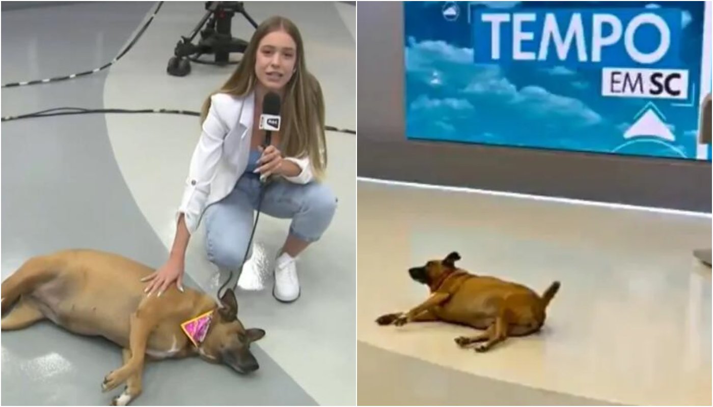 Cachorrinha rouba a cena como mascote de TV afiliada da Globo: Brenda foi adotada por equipe