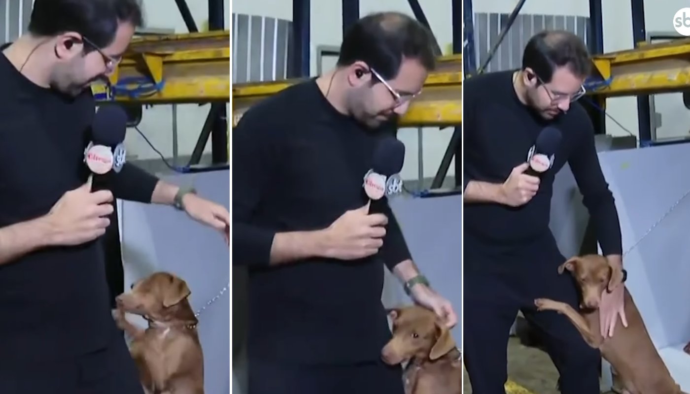 Repórter do SBT, Paulo Mathias adota cachorrinho que o abraçou em abrigo