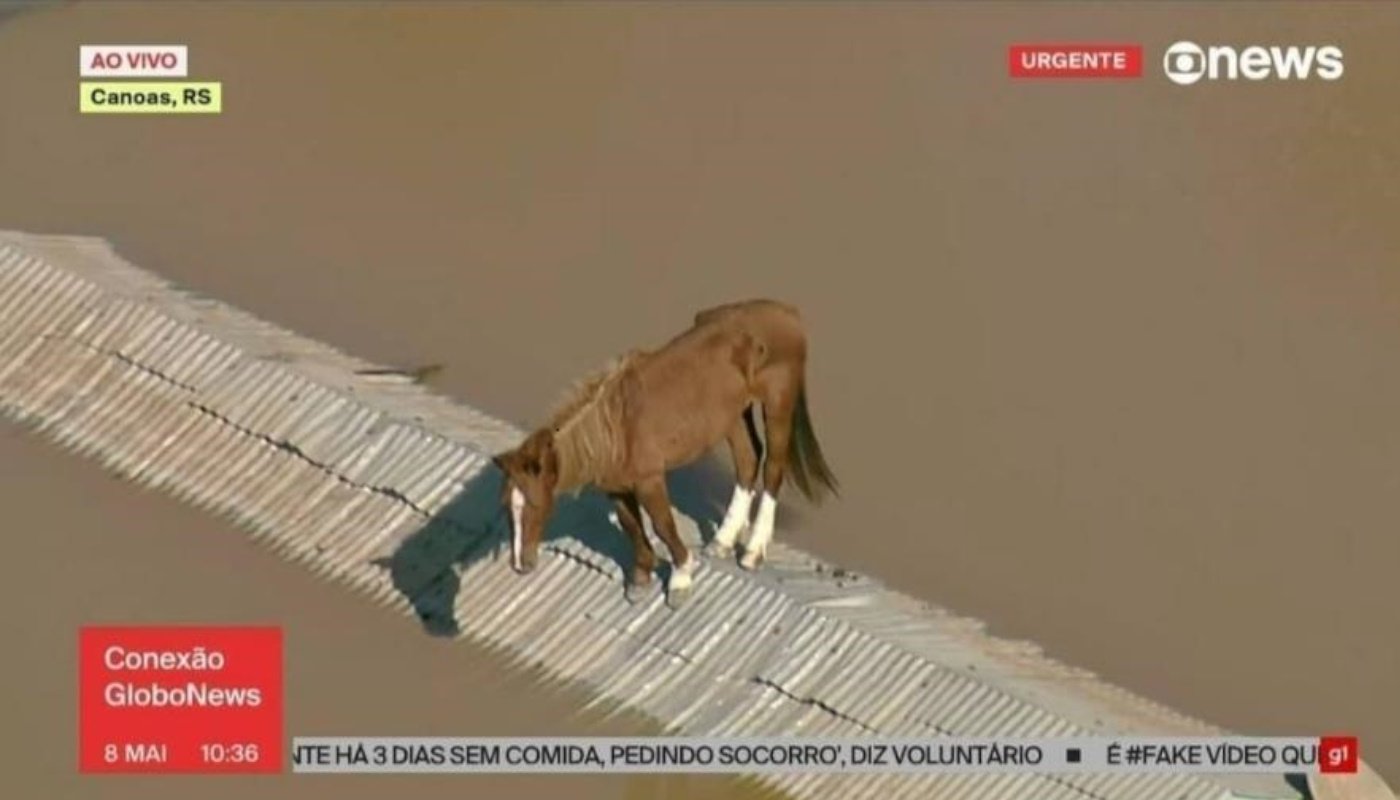 Resgate do cavalo batizado de Caramelo de telhado em Canoas (RS)