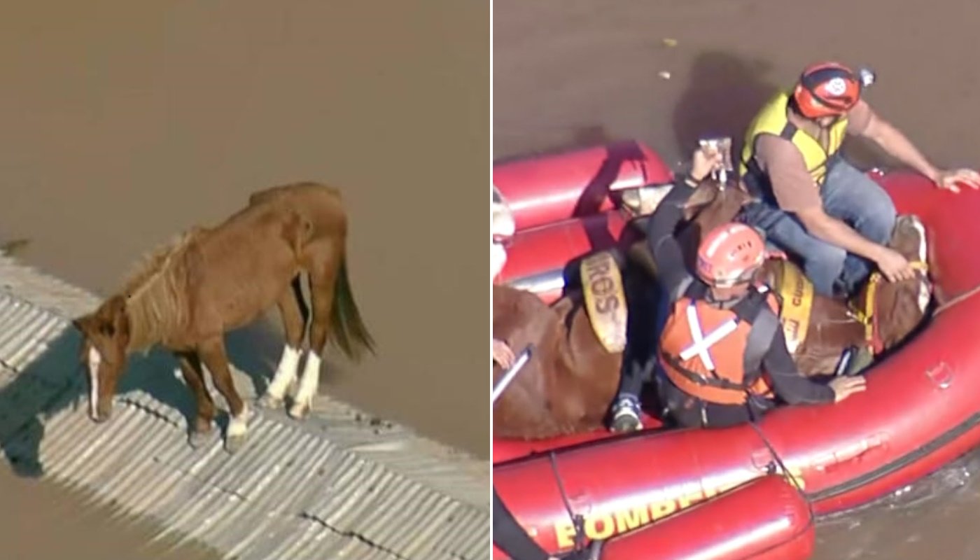 Resgate de cavalo ilhado em telhado após quatro dias emociona: foi batizado de Caramelo