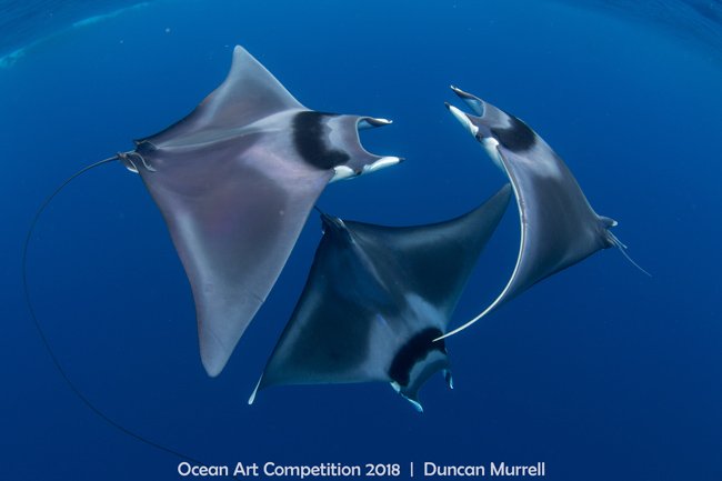 Estas fotos subaquáticas venceram concurso e não foi à toa: são de tirar o fôlego