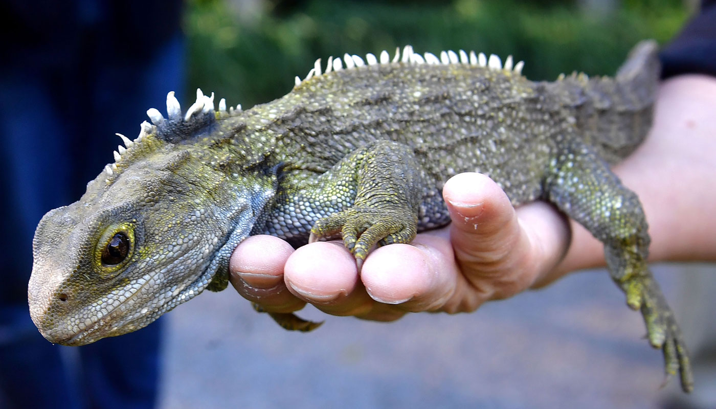 Tuatara é a espécie que inspirou a animação