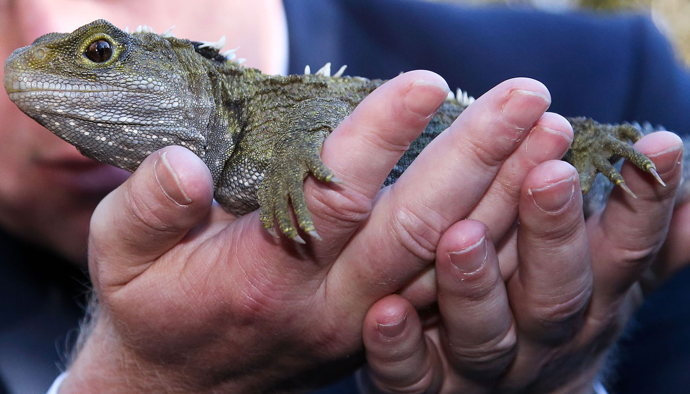 Tuatara é a espécie que inspirou a animação